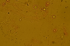 Delicatula integrella