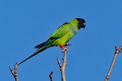 Aratinga nenday