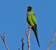 Aratinga nenday