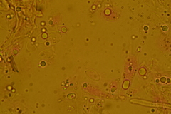 Delicatula integrella
