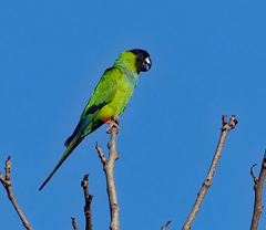 Aratinga nenday
