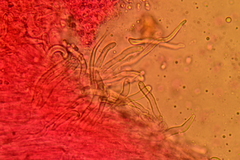 Delicatula integrella