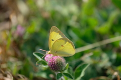 Colias philodice