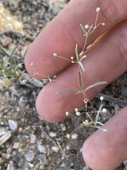 Hypertelis umbellata