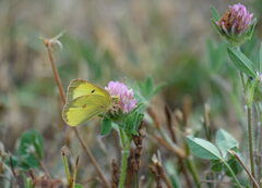 Colias philodice