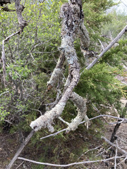 Punctelia bolliana