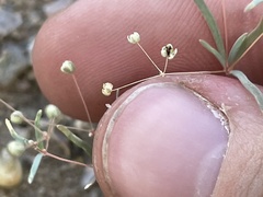 Hypertelis umbellata