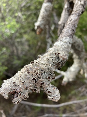 Punctelia bolliana