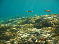 Thalassoma lucasanum