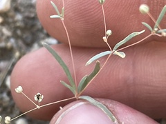 Hypertelis umbellata