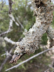 Punctelia bolliana