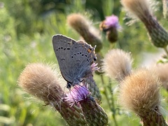 Satyrium sylvinus
