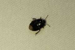 Pangaeus bilineatus