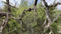 Punctelia bolliana