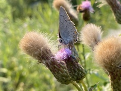 Satyrium sylvinus