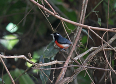 Granatellus pelzelni