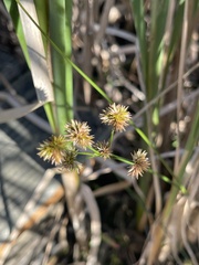 Juncus canadensis
