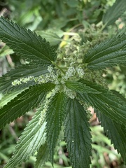 Urtica dioica