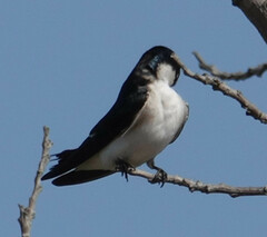 Tachycineta leucorrhoa