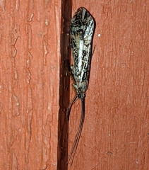 Clistoronia magnifica