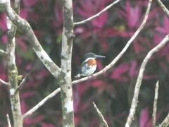 Chloroceryle americana