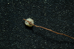 Delicatula integrella
