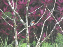 Chloroceryle americana