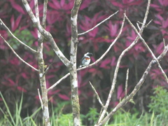 Chloroceryle americana