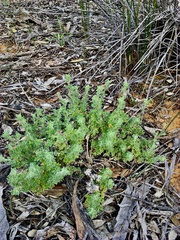 Vittadinia dissecta hirta