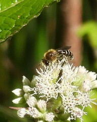 Callandrena