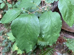 Ceanothus sanguineus