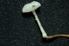 Delicatula integrella