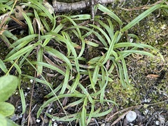 Carex granularis
