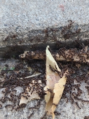 Tetramorium caespitum