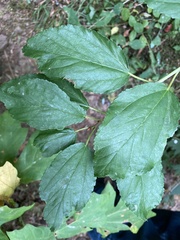 Ceanothus sanguineus