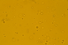 Delicatula integrella