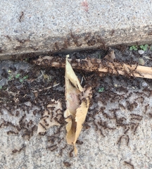 Tetramorium caespitum