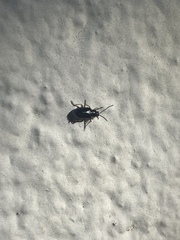 Lysathia ludoviciana