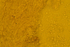 Delicatula integrella