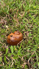 Pomacea canaliculata