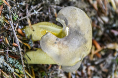 Retiboletus ornatipes