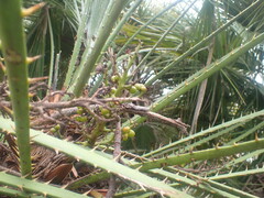 Chamaerops humilis