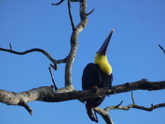 Ramphastos ambiguus