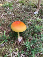 Amanita jacksonii
