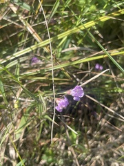Agalinis tenuifolia