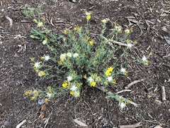 Heterotheca hirsuta