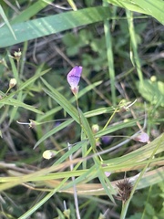 Agalinis tenuifolia