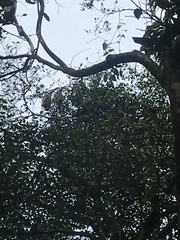 Pteropus poliocephalus