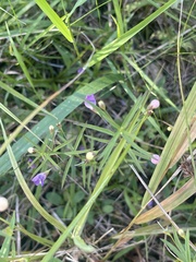 Agalinis tenuifolia