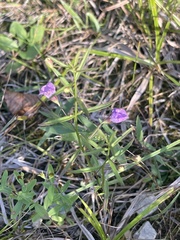 Agalinis tenuifolia